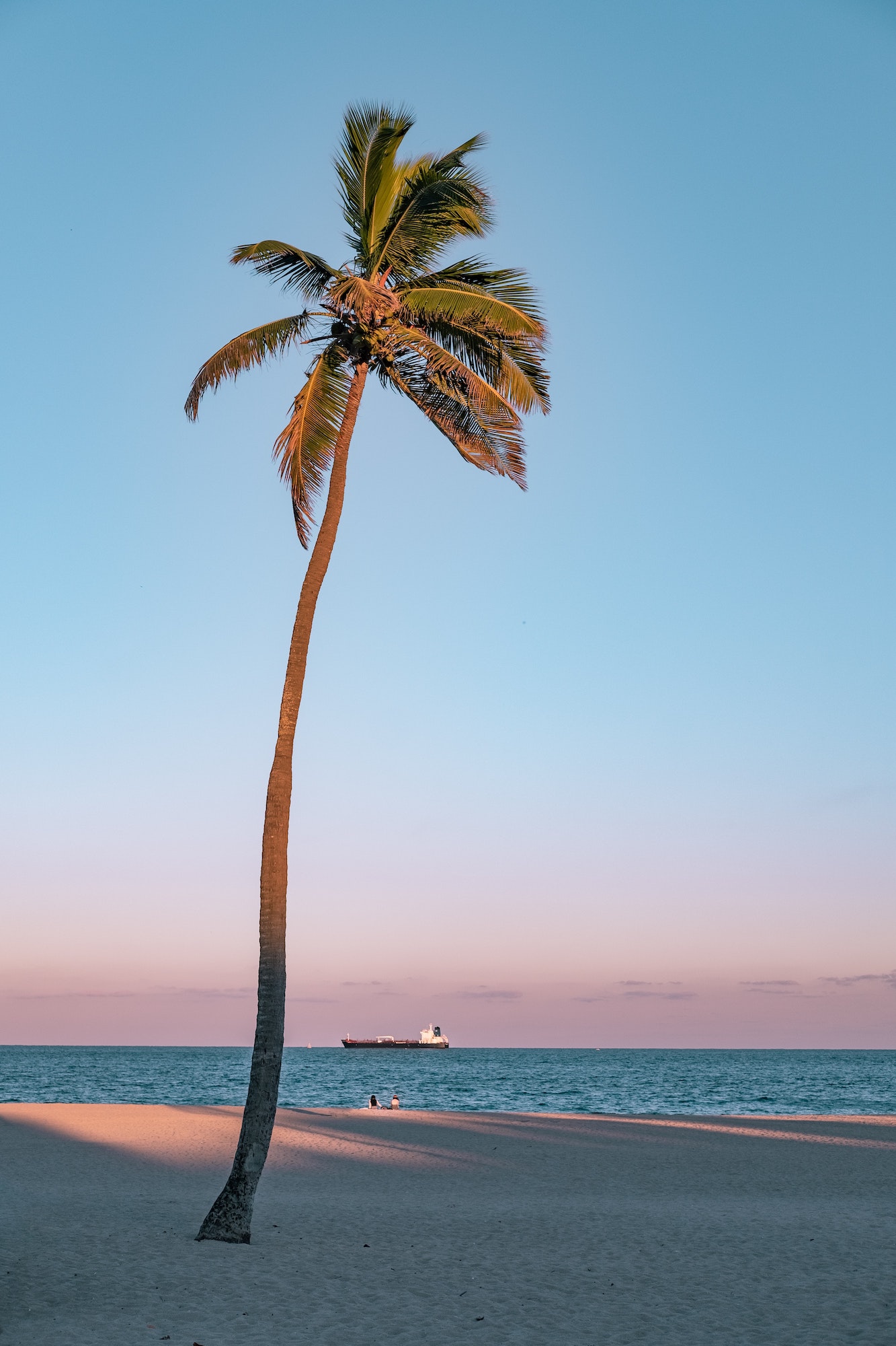 Palm Tree On Beach
